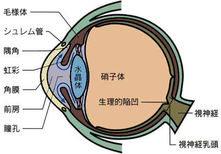 緑内障とは？