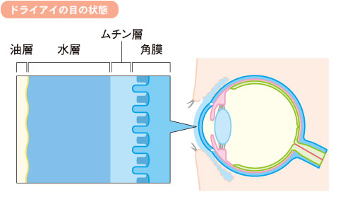 涙の構造